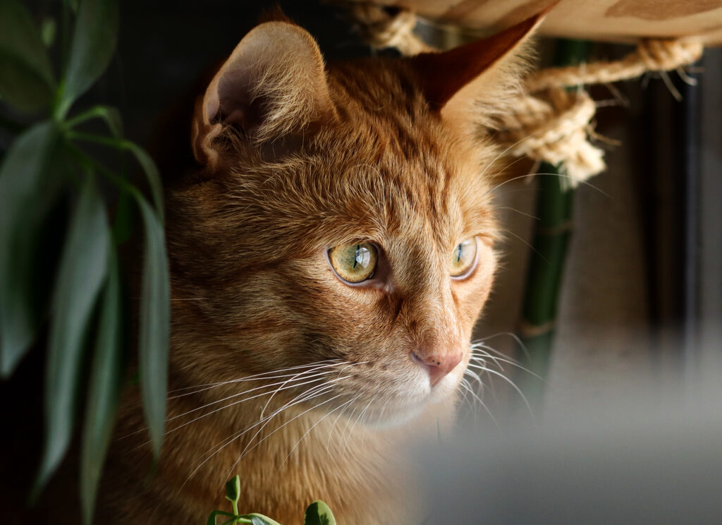 Archimedes in the window