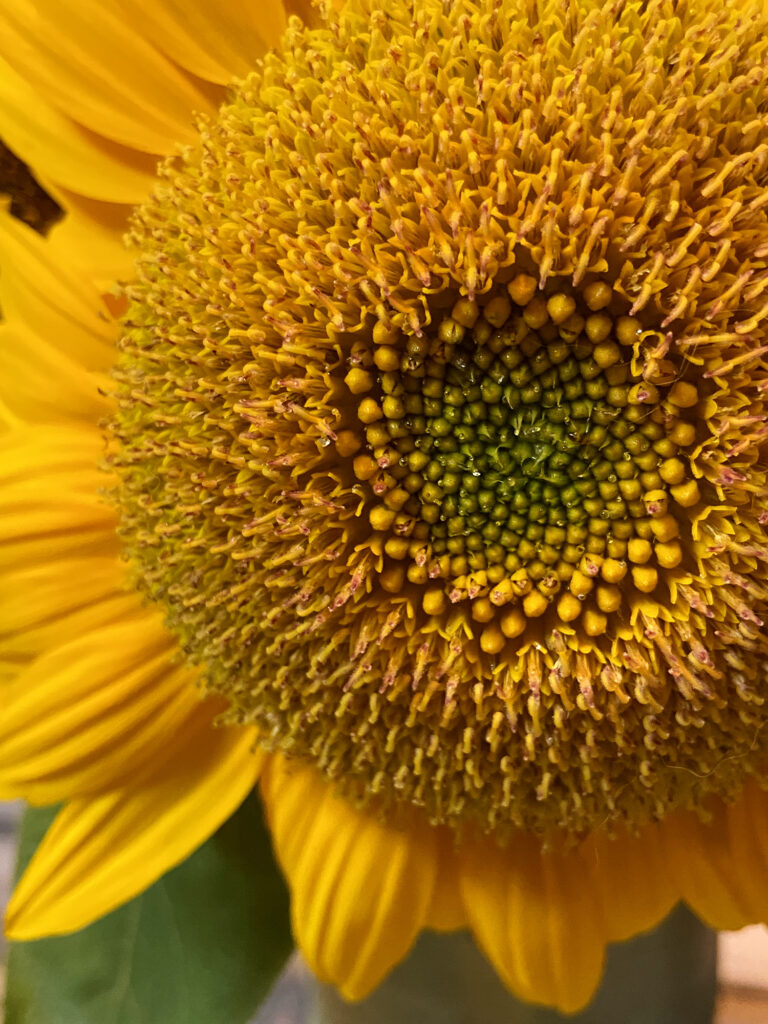 sunflowers and sunshine