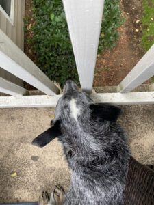 Ryder enjoying the porch